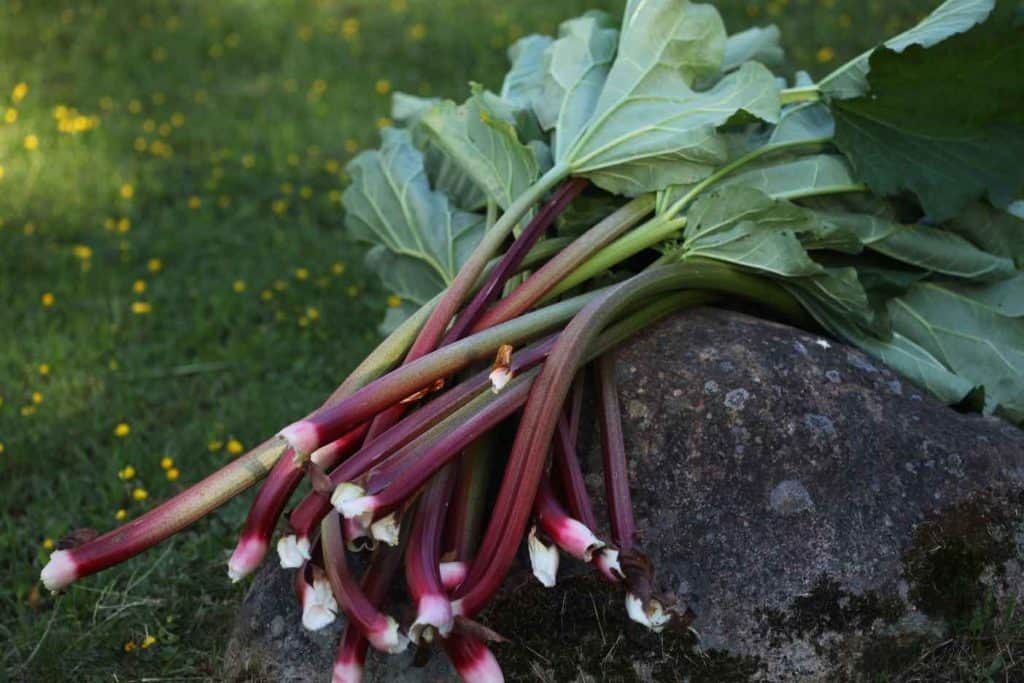 rhubarb stalks with leaves attached placed on a rock in the garden