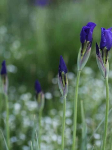siberian iris în the garden