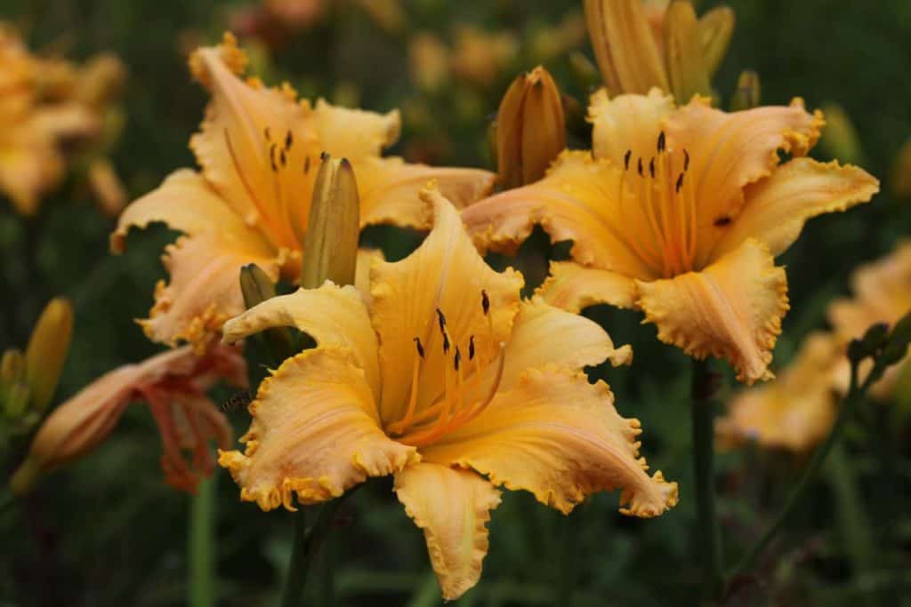 yellow and orange daylily seedlings