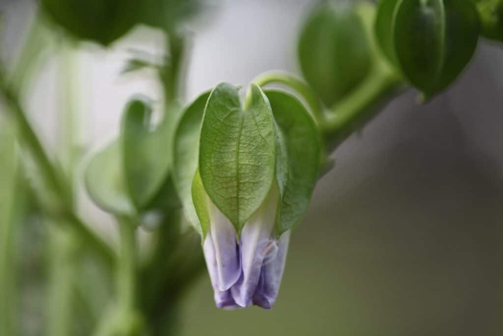 Apple Of Peru bloom surrounded by calyxes in different stages of growth