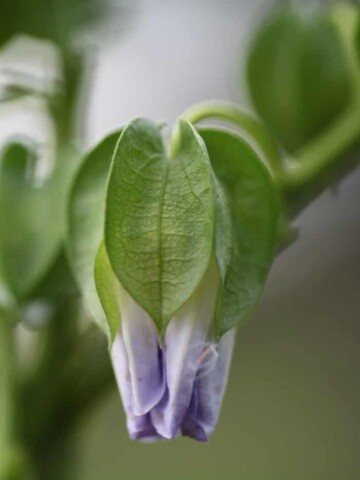 apple of peru flower and seed pods