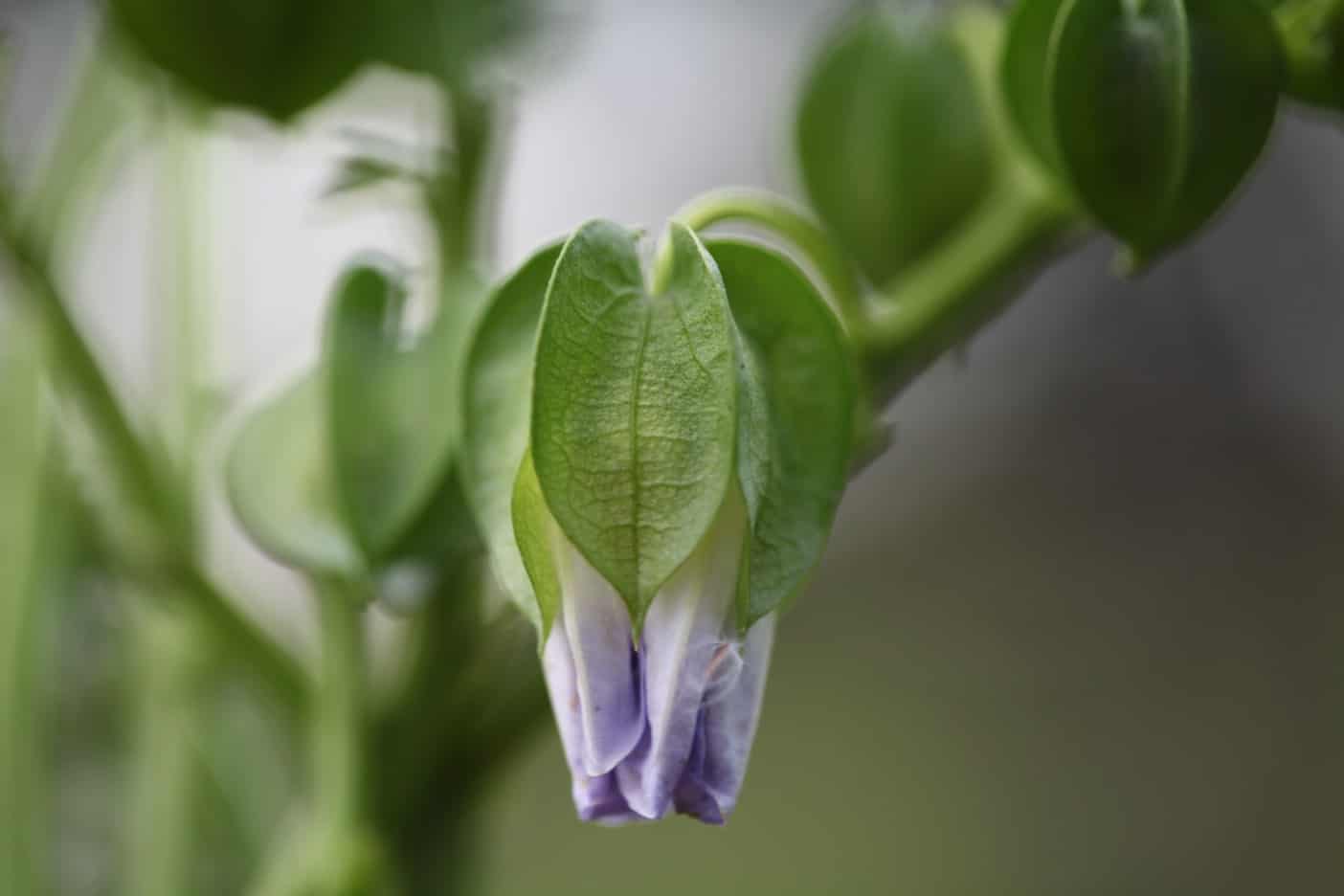 apple of peru flower and seed pods