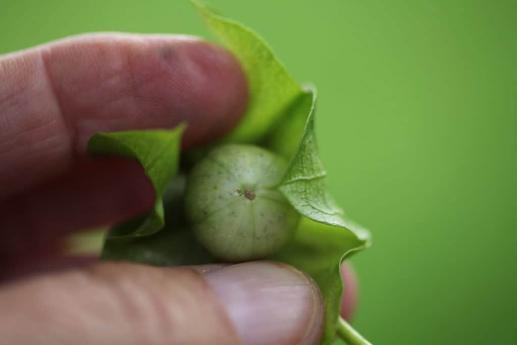 a hand holding an green Apple Of Peru berry inside a calyx, against a blurred green background