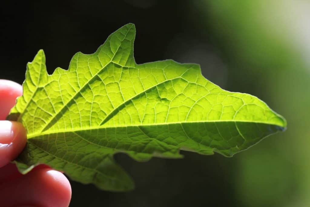 hand holding a green Apple Of Peru leaf with the sunshine shining through the leaf, showing the veins