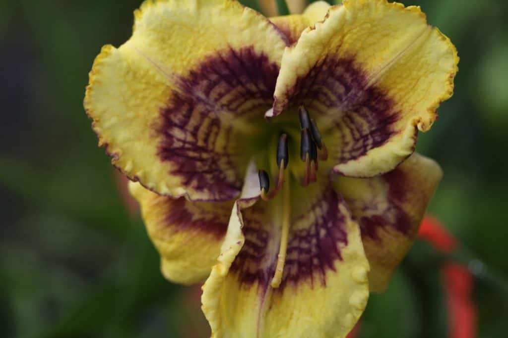a rippled complex eye daylily,  showing the results of hybridizing daylilies
