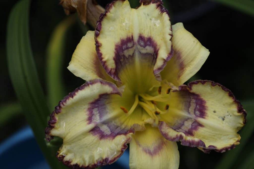 lemon coloured complex eye daylily with shades of purple and white waves of colour in the eye zone