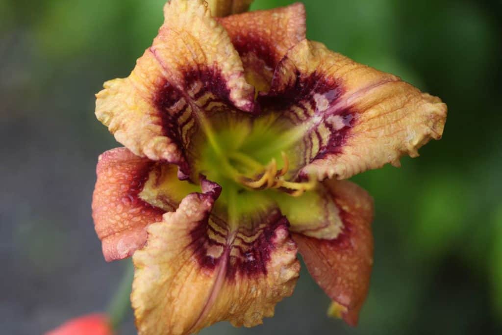 daylily with complex eye