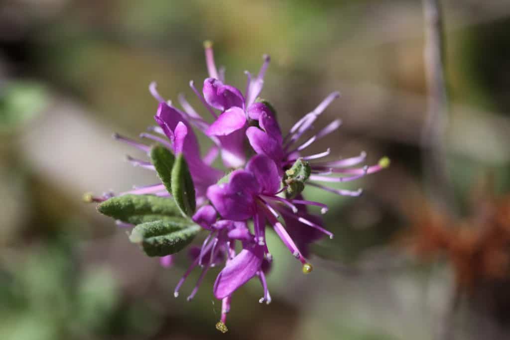 purple blooms of wild species rhododendron-Rhododendron canadense