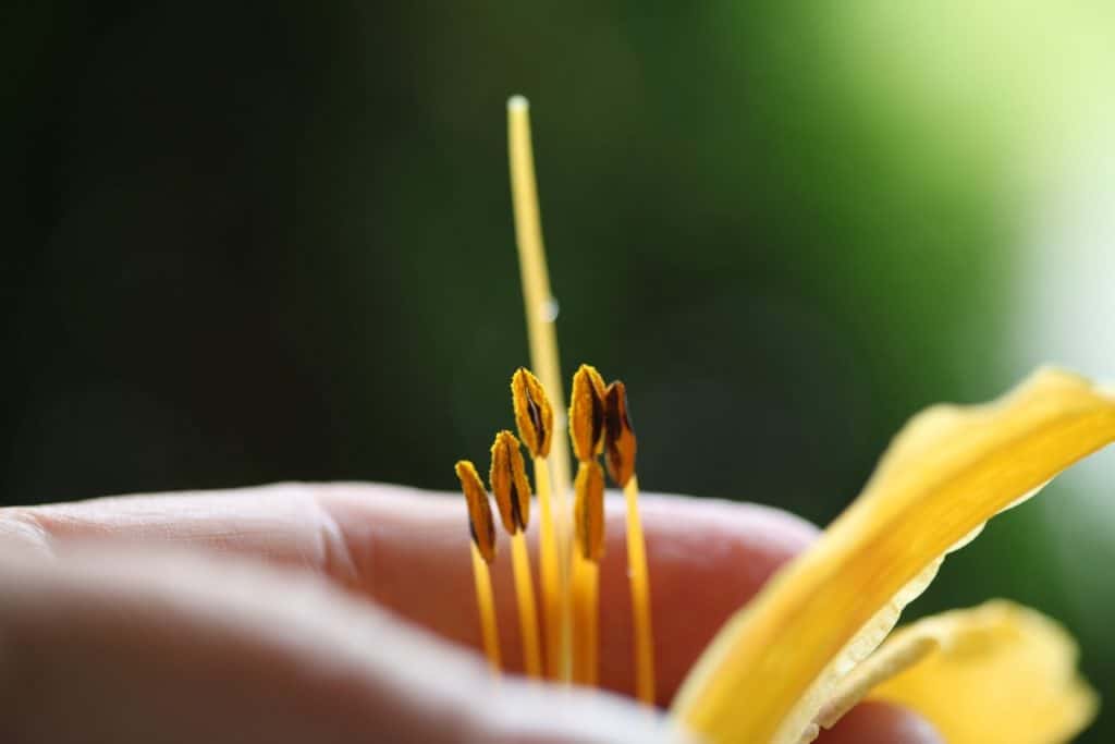 a hand holding daylily parts, demonstrating how to hybridize daylilies