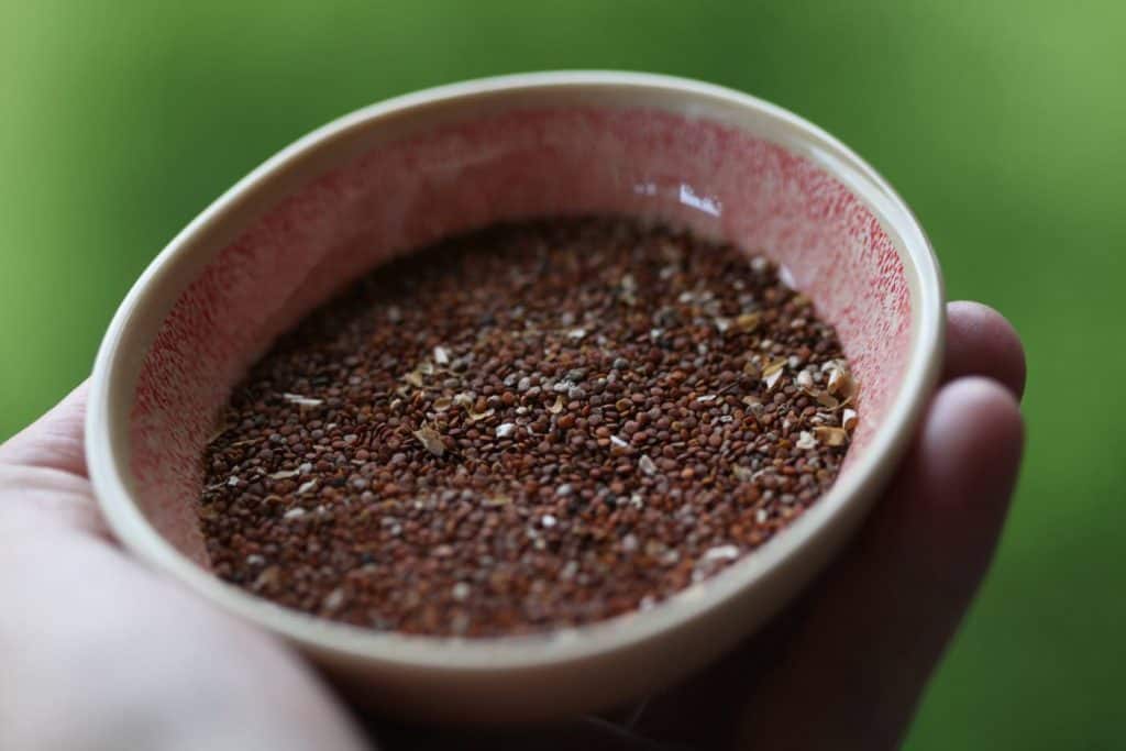 a hand holding a pink bowl full of Apple Of Peru Seeds harvested from the garden, against a green blurred background