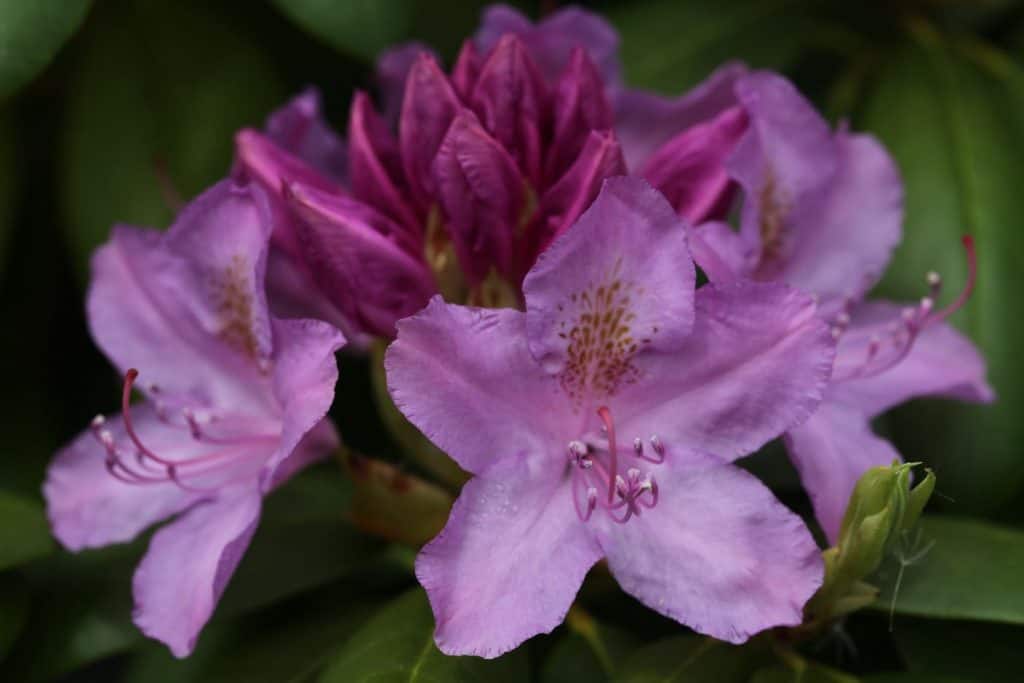 pink blossoms of a rhododendron plant in spring