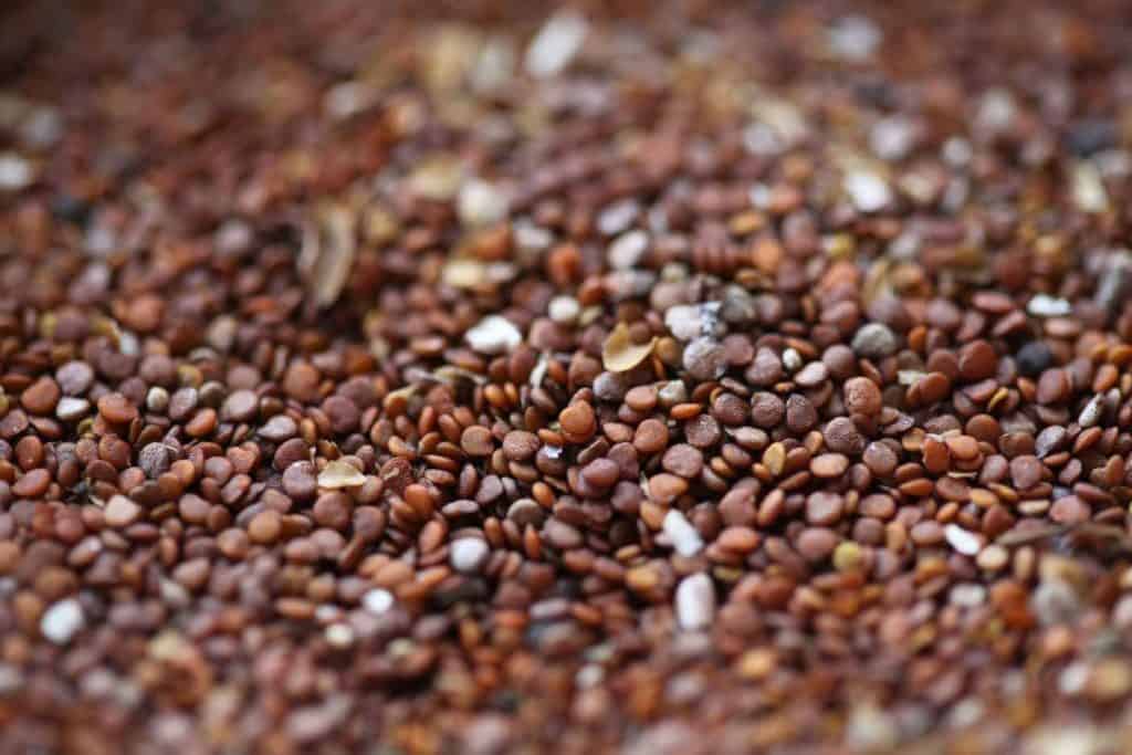 closeup of brown coloured Apple Of Peru seeds