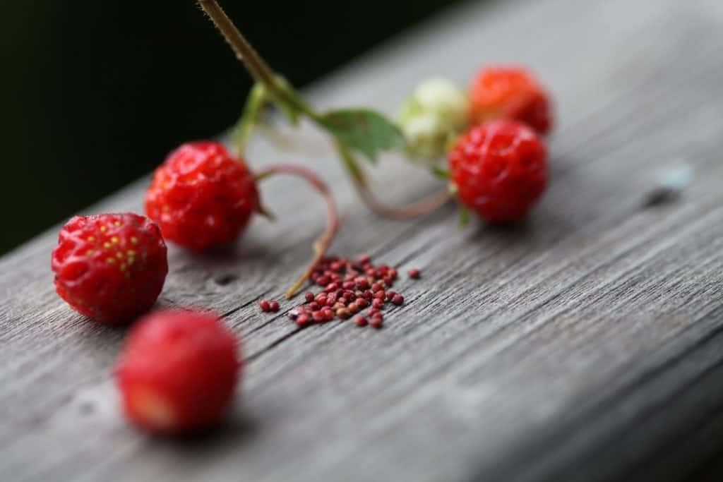 wild strawberries and seeds on a wooden railing, showing how to grow wild strawberries