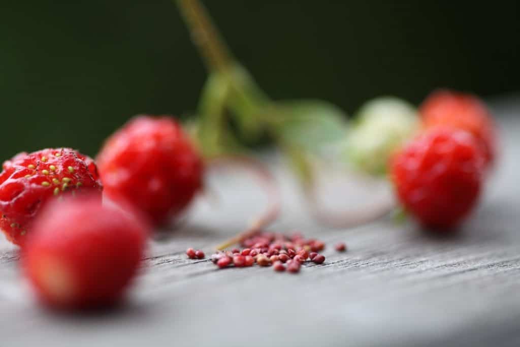 closeup of wild strawberry seeds and wild strawberries