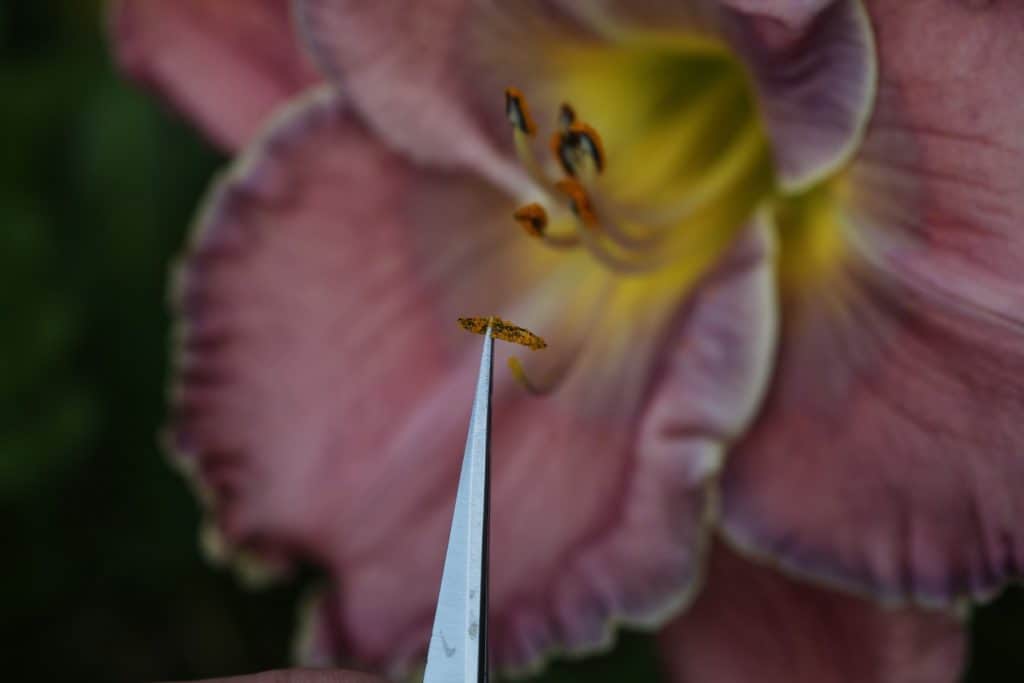 dabbing the pollen to the stigma at the top of the pistil on the daylily, using reverse action tweezers