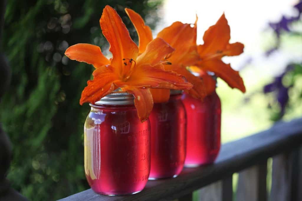 bright pink freshly made daylily jelly with bright orange daylily blossoms decorating the mason jars