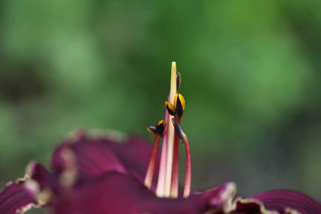 a burgundy daylily showing the pistil and stamens, demonstrating how to hybridize daylilies