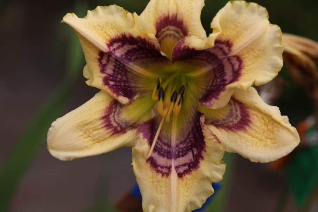 white daylily with complex burgundy eye and lots of ripples