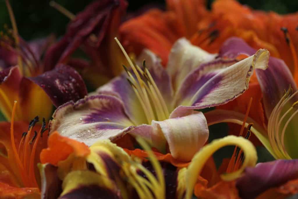 a collage of freshly harvested daylily blossoms of many colours
