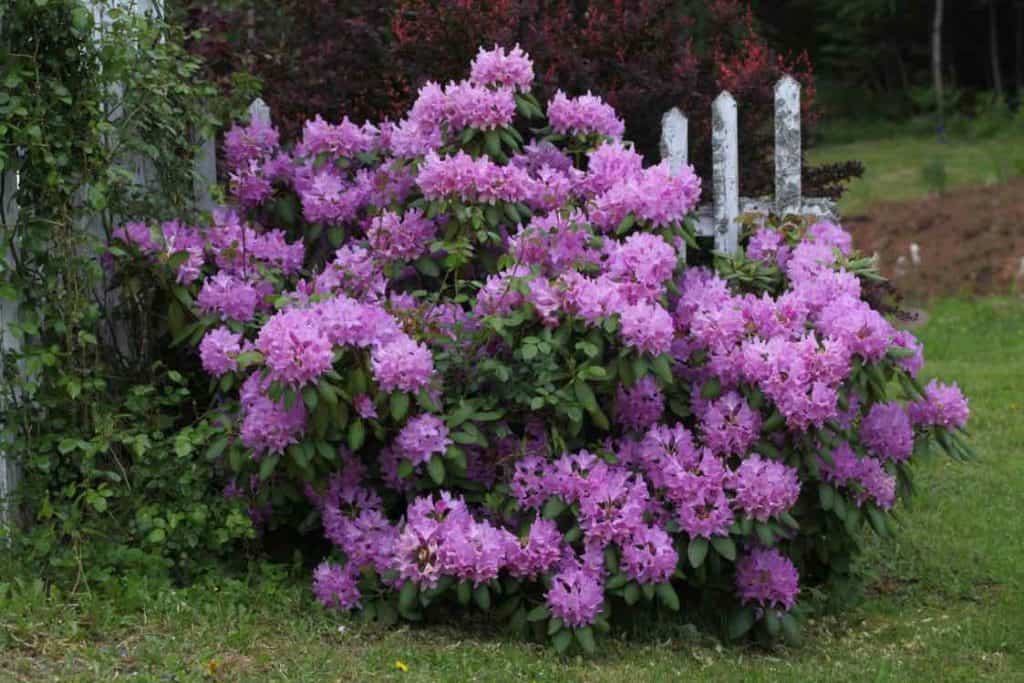 a rhododendron shrub blooming purple blossoms in the garden, showing how fast do rhododendrons grow