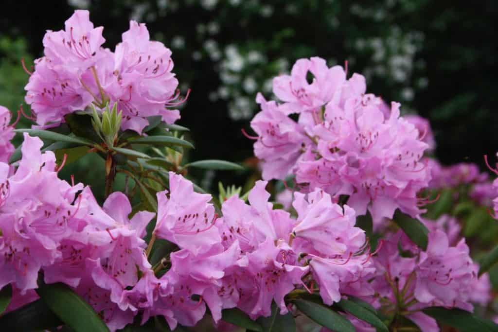 pink blooms on a rhododendron, showing how fast do rhododendrons grow