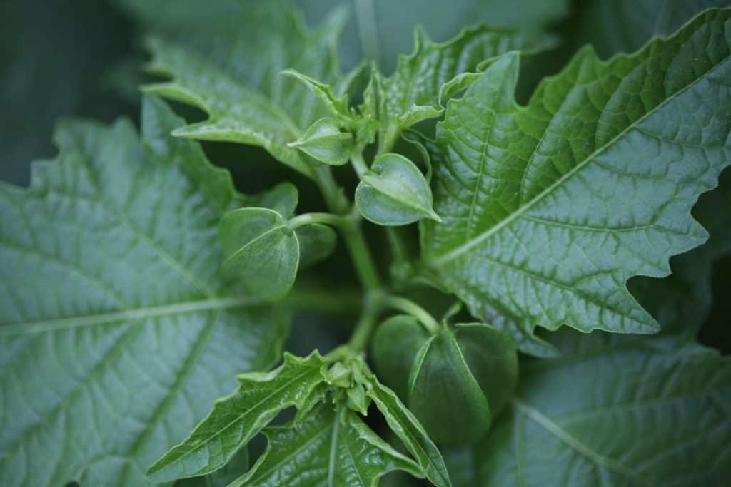 a green plant with green lanterns growing on the top amongst the leaves