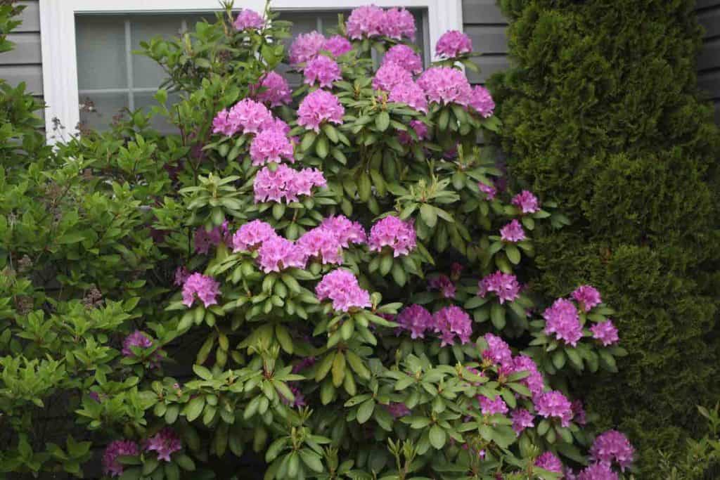 rhododendron with purple blooms growing in a garden, showing how fast do rhododendrons grow