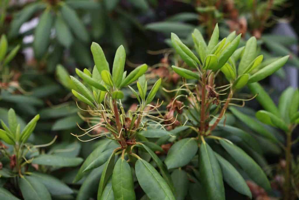 rhododendron leaves in spring showing new growth, discussing how fast do rhododendrons grow in the garden