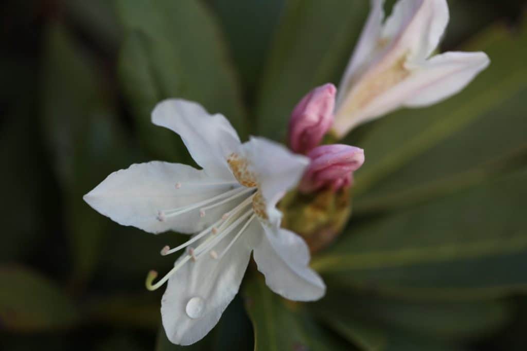 pale pink rhododendron blossoms