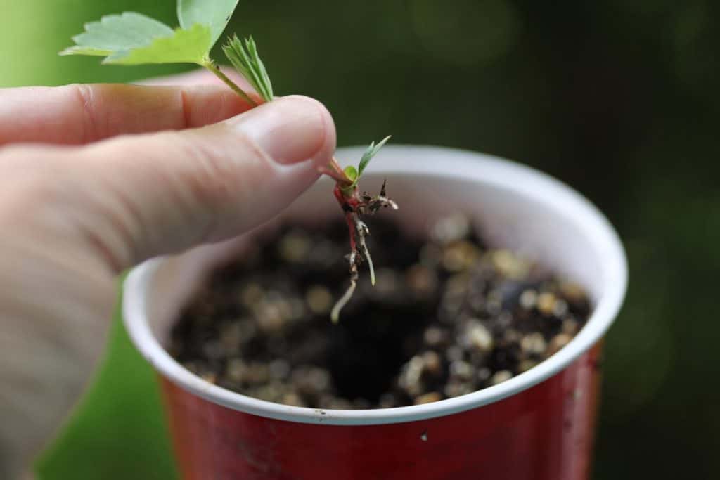 a hand holding a wild strawberry plantlet in front of a pot with soil, getting ready to plant the plant