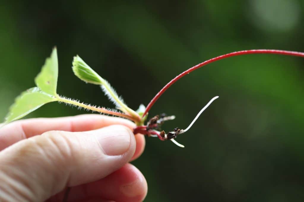 a hand holding a wild strawberry runner and baby plant that has rooted, showing how to grow wild strawberries