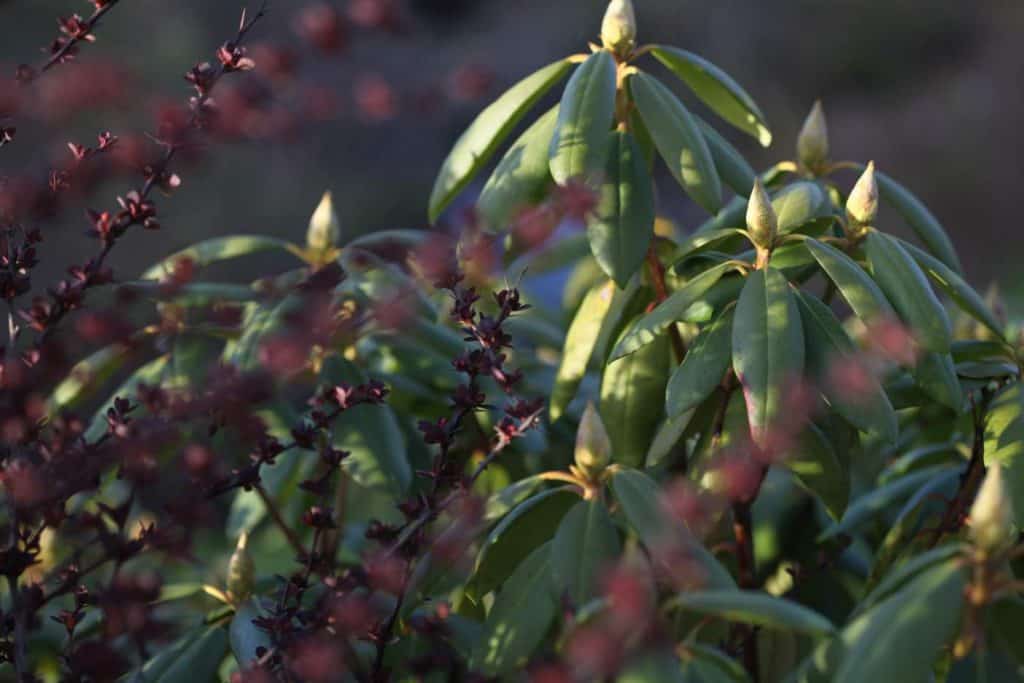 green evergreen leaves of a rhododendron next to burgundy stems of a different bush