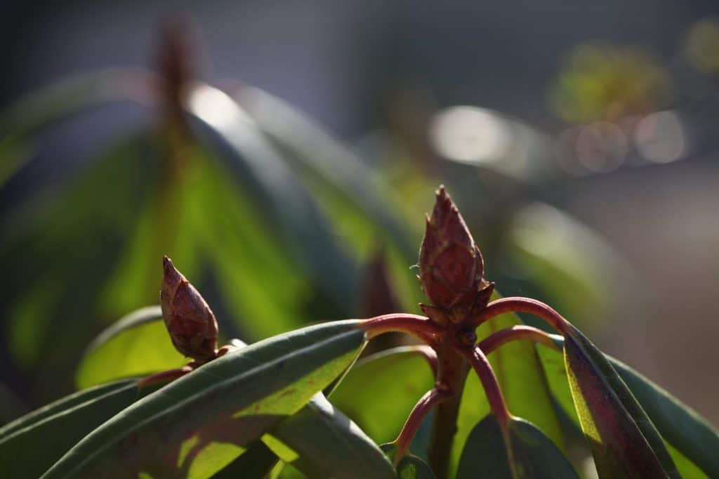 rhododendron leaves and flower buds in dappled sunlight