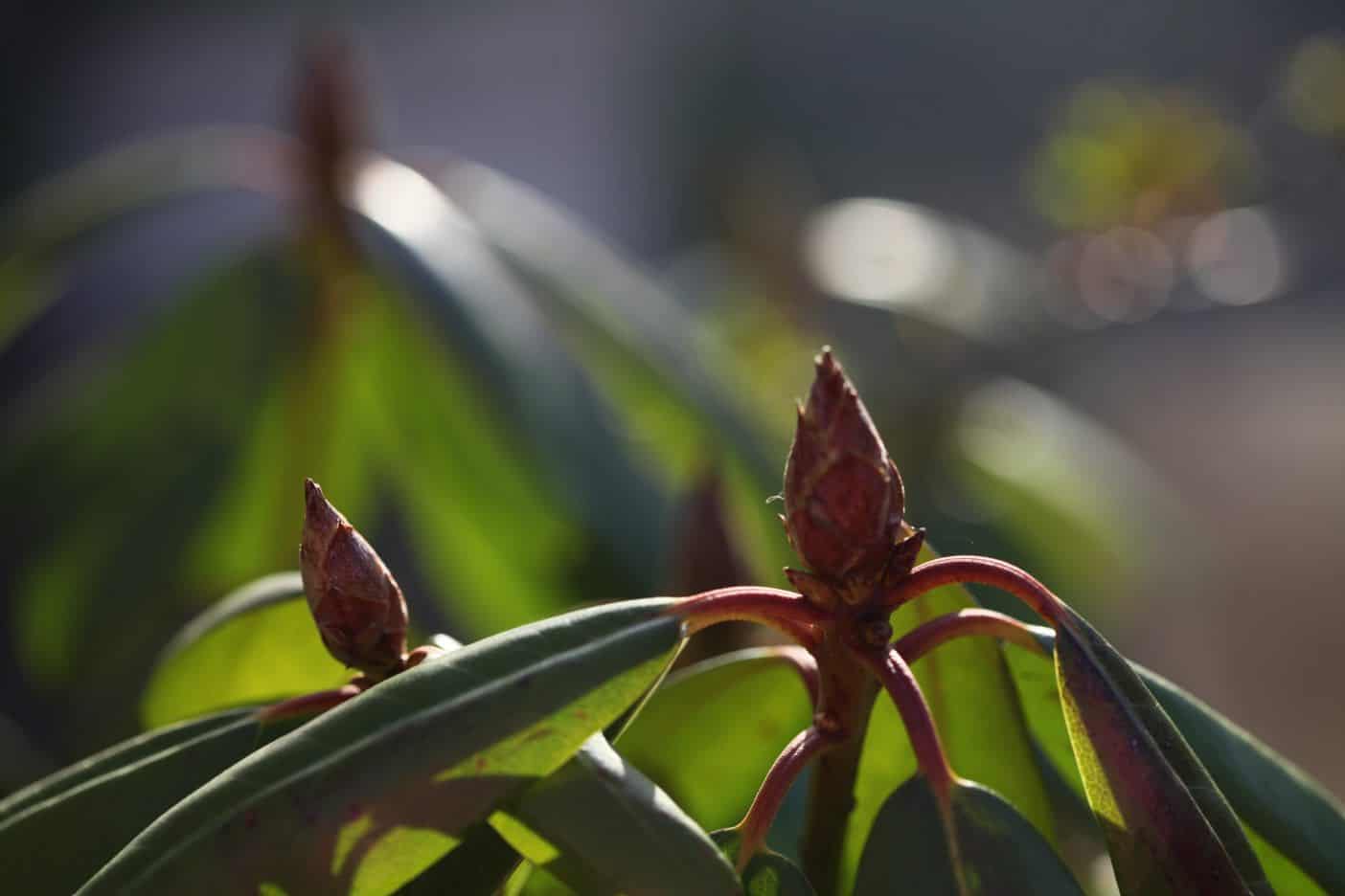 Rhododendron leaves and buds in the garden