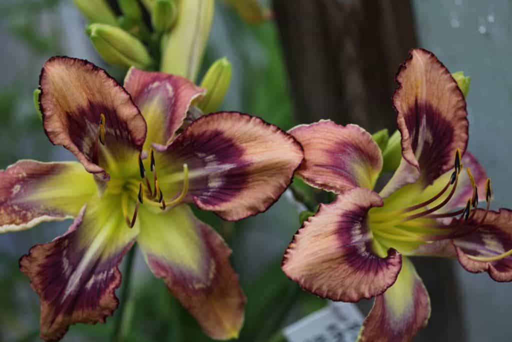 two complex eye daylilies with pink petals and burgundy wavy eye zones