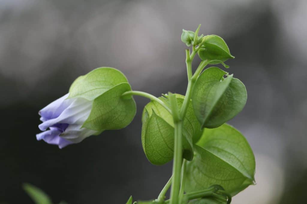 a plant with green lanterns and a light purple blossom