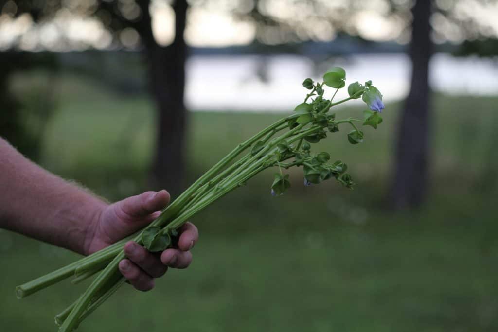 a hand holding up stems with green lanterns, against a blurred background of the garden and a body of water behind