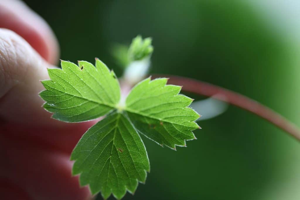 hand holding a three lobed wild strawberry leaf with serrated edges