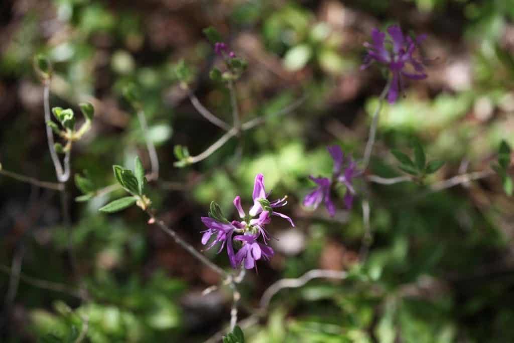 purple blossoms on wild rhododendron shrub