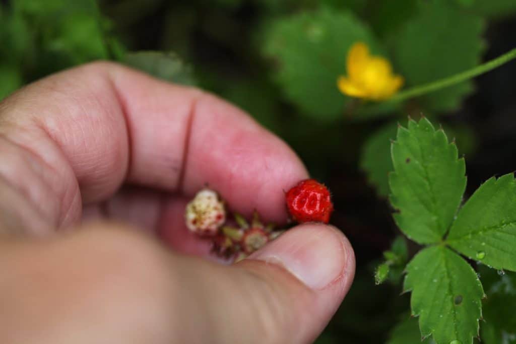 a hand holding wild strawberries in different stages of growth
