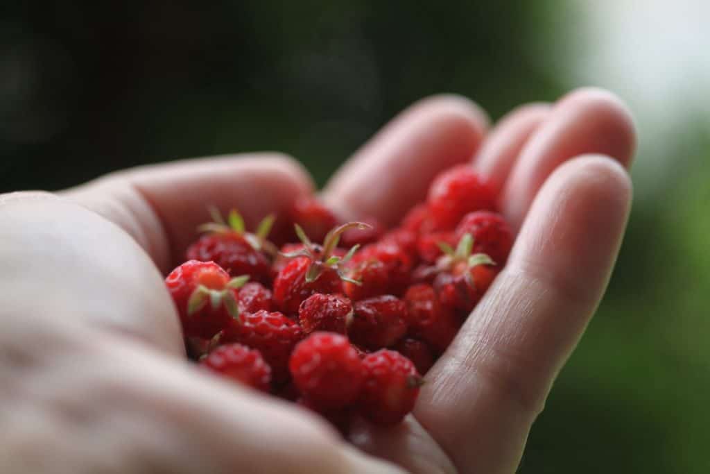 a hand holding a handful of red wild strawberries against a green blurred background