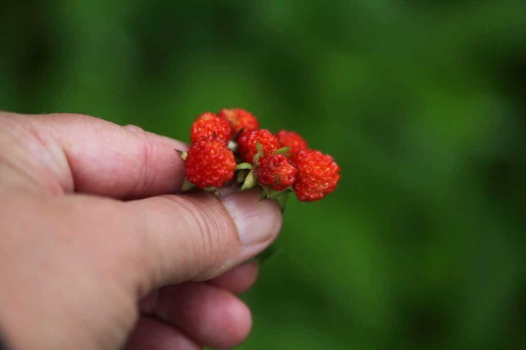 a hand holding wild strawberries