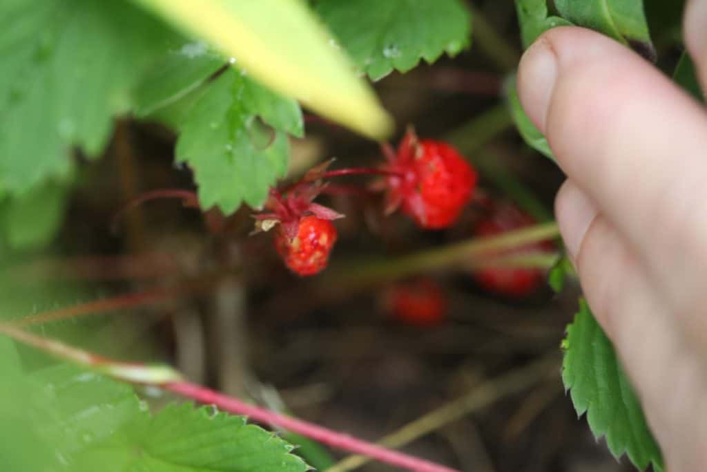 wild strawberries located below the leaves, with a hand holding the leaves back