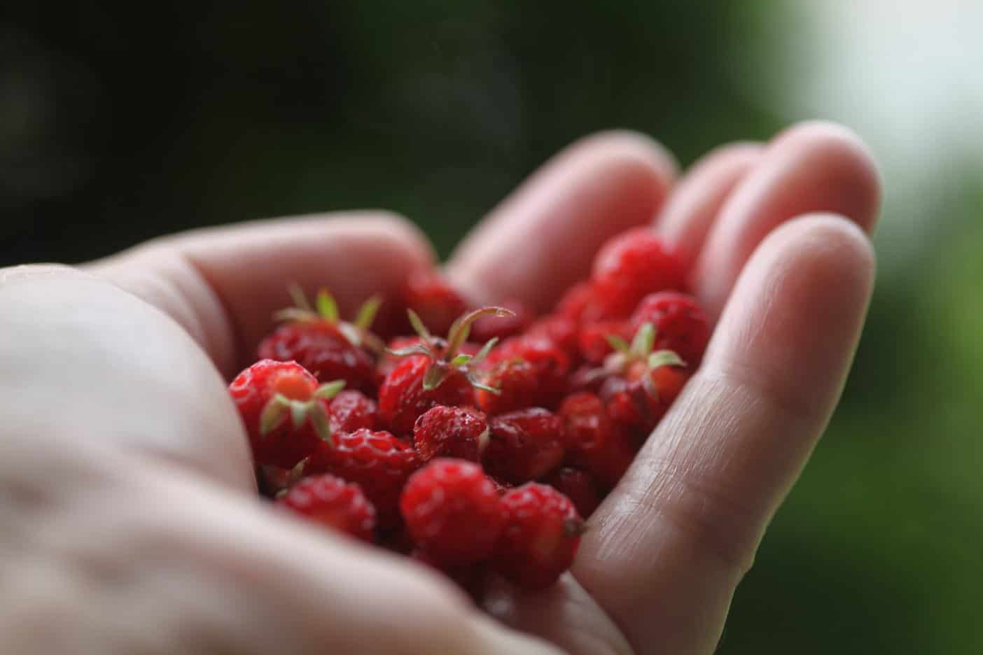 a hand holding wild strawberries