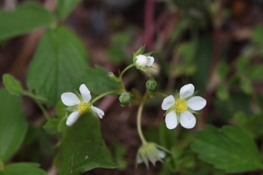 wild strawberry blossoms growing outside in the garden