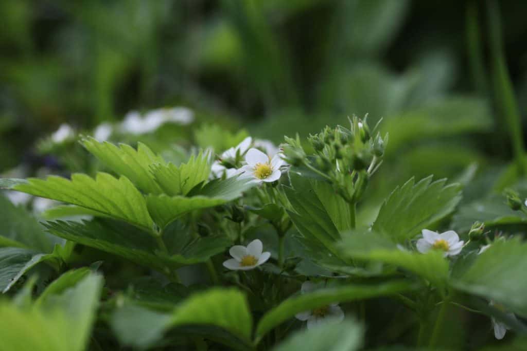 wild strawberry flowers, leaves and flower clusters