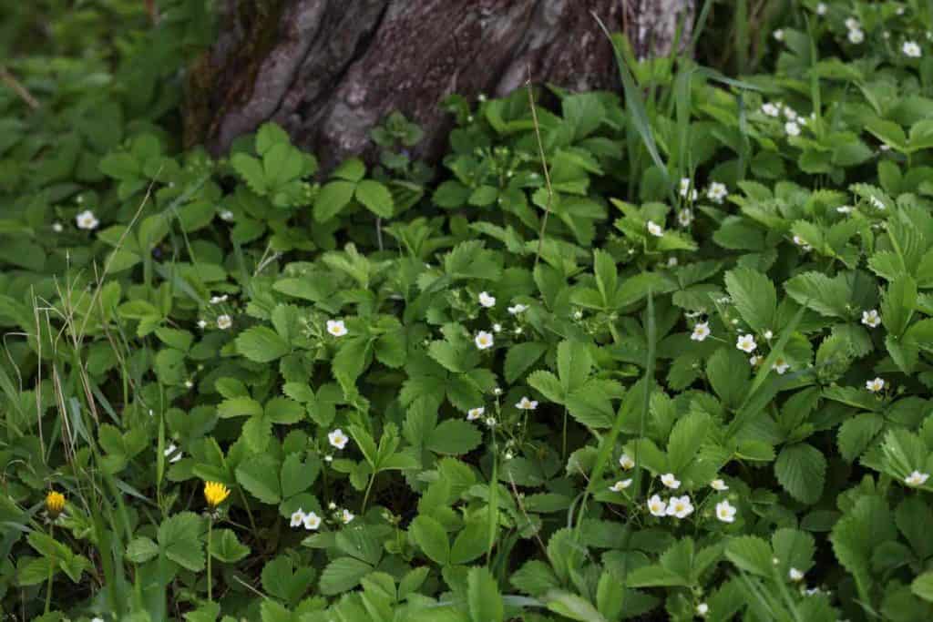 wild strawberry ground cover growing under a tree