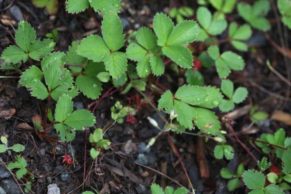 ripe red wild strawberries and strawberry leaves growing in the garden