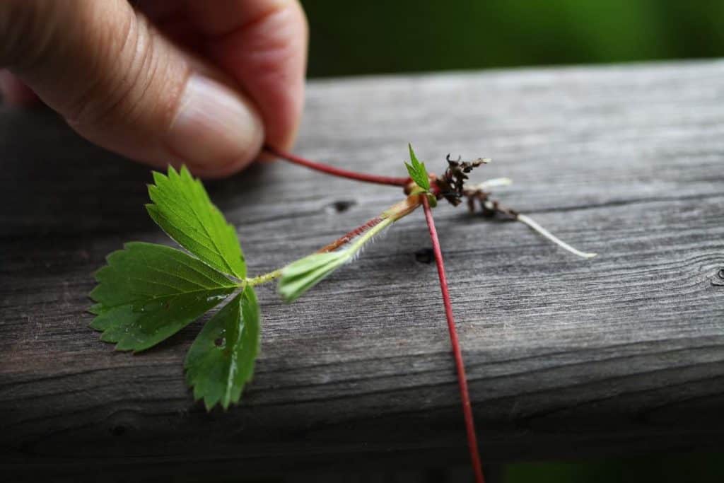 wild strawberry runner with plant, on a grey wooden railing and a hand in the background holding the runner