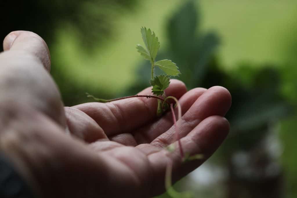 hand holding a wild strawberry runner with unrooted plantlet